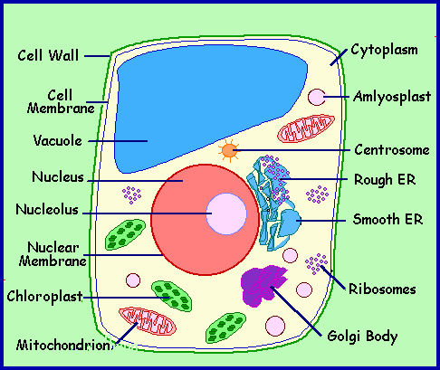 Image result for cell organelles